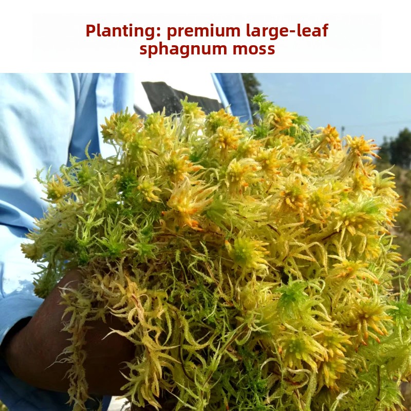 Preserved Moss Sheet - Musgo Sphagnum Seco de Grau A,