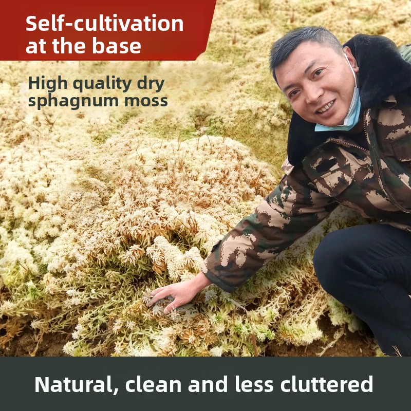 Musgo Sphagnum Seco de Grau A, - Preserved Moss Sheet avaliação e preço